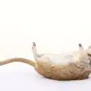 rat