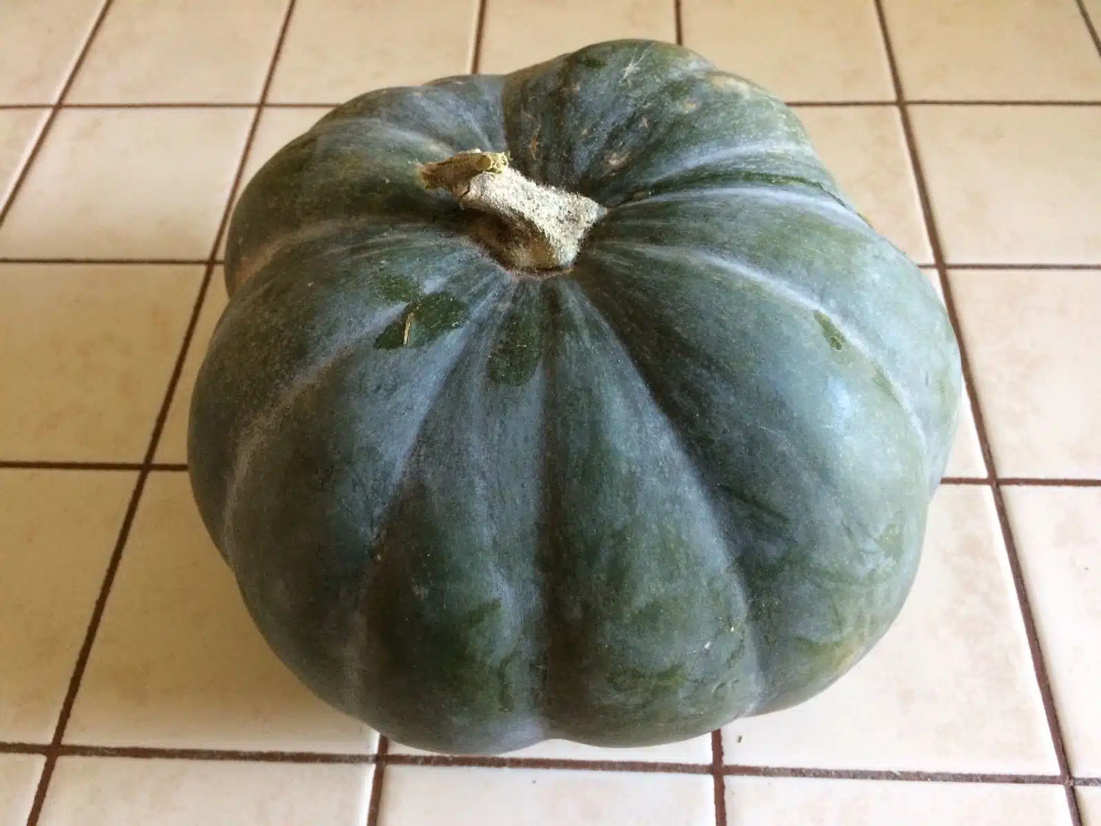 citrouille verte